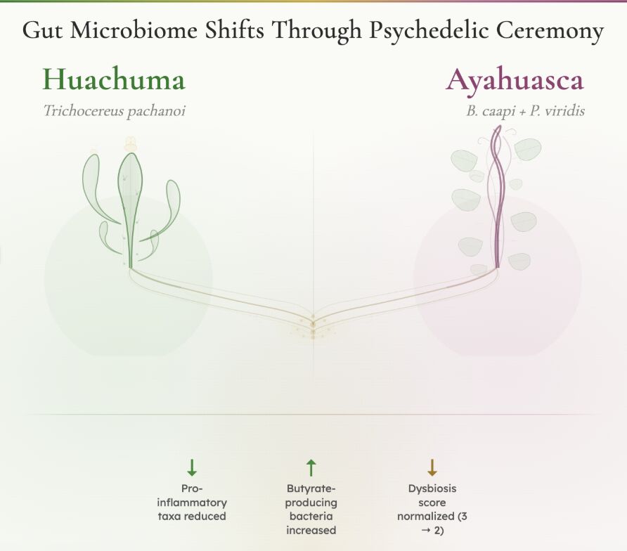 Gut-brain research
