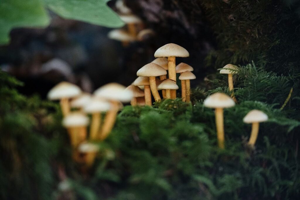Mindful microdosing plant medicines