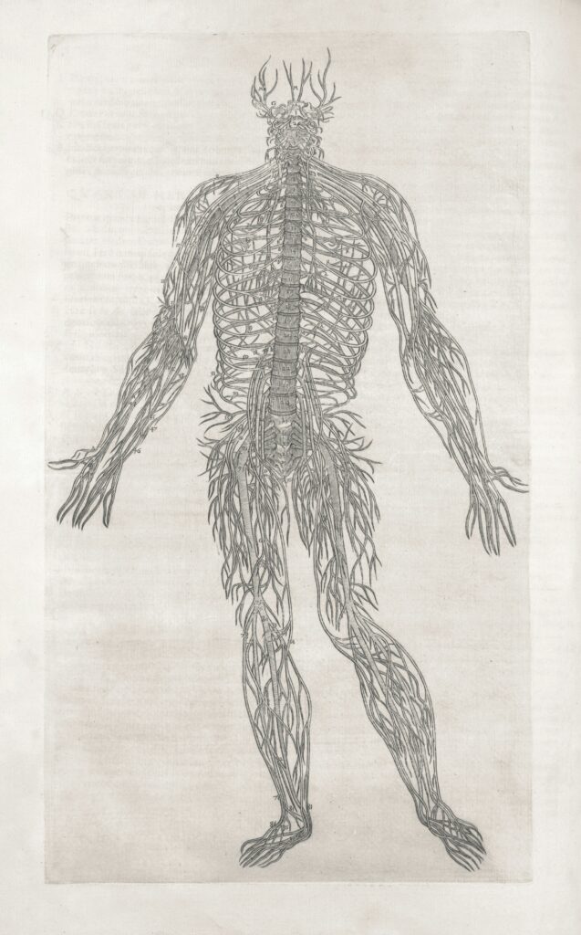 Preparing the nervous system for plant medicine ceremony