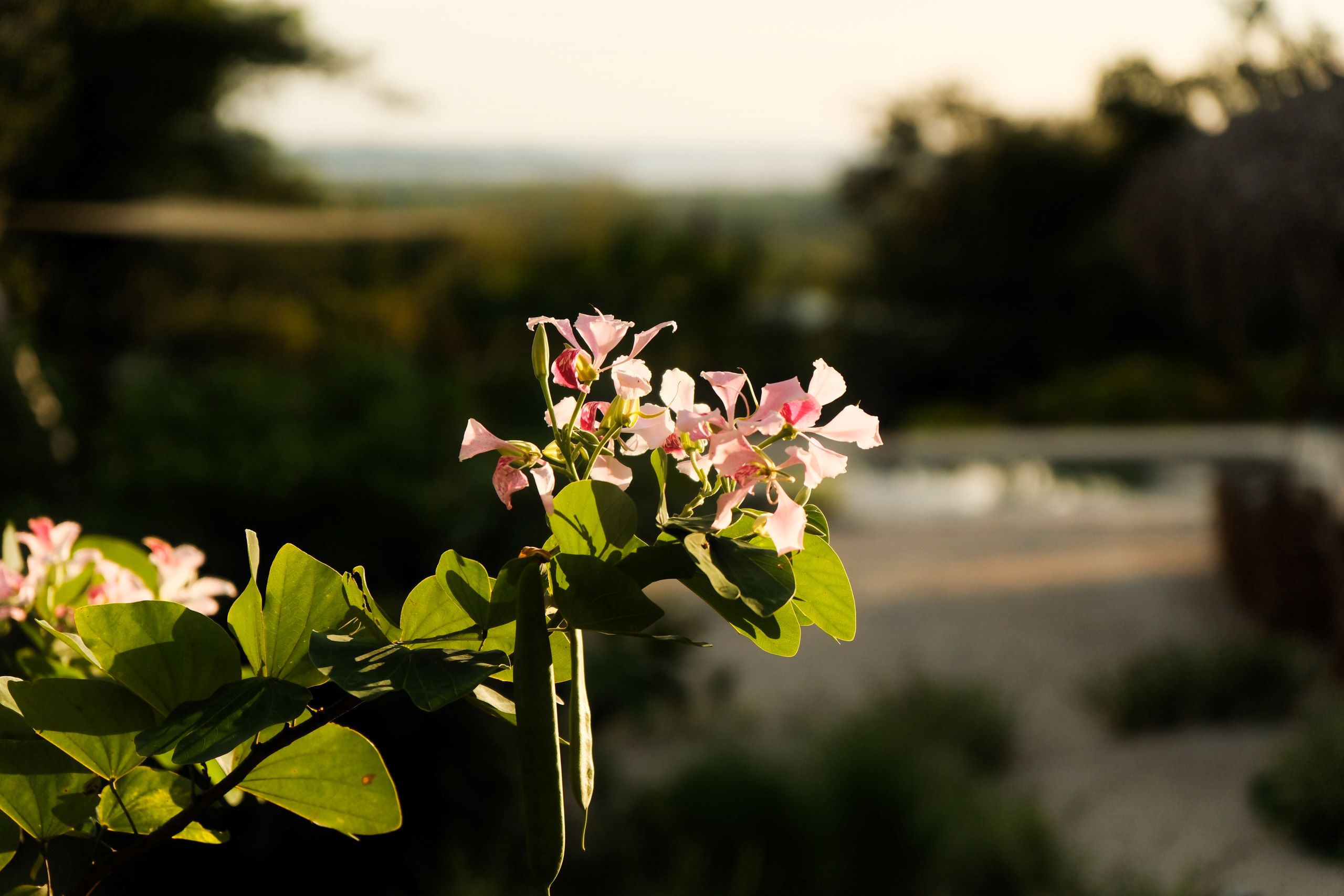 women's circle / ocean hero — Ananda Lodge