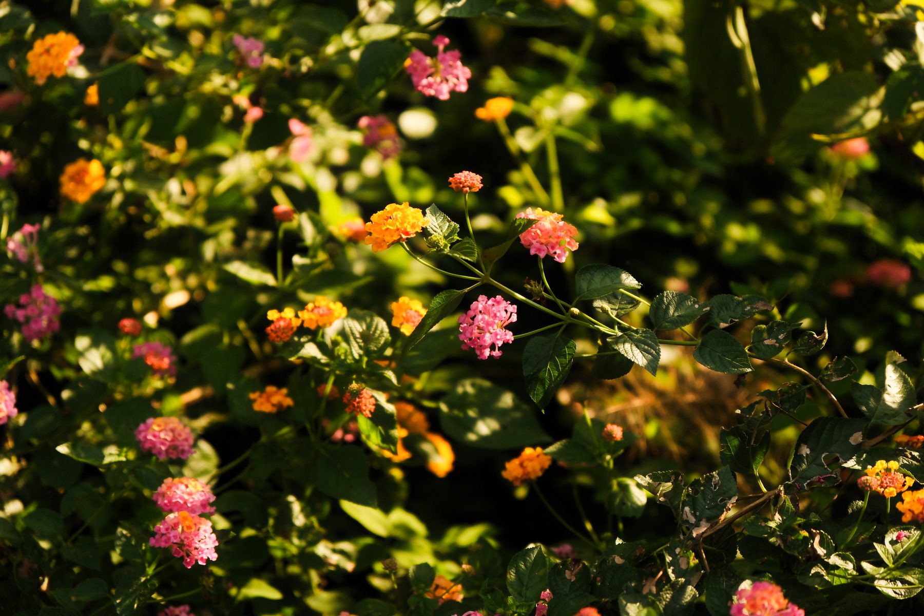 soft morning light — Ananda Lodge