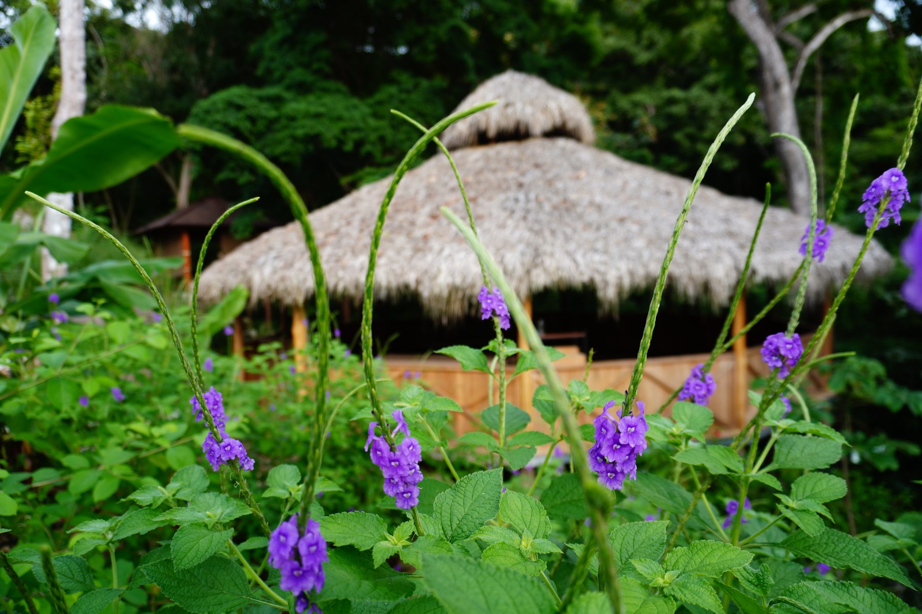 property sunset / ocean — Ananda Lodge