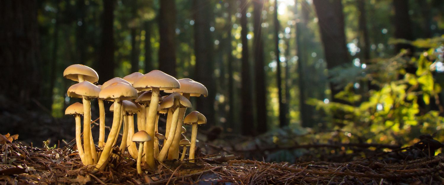 Drop the ceremony / mushroom hero — Ananda Lodge