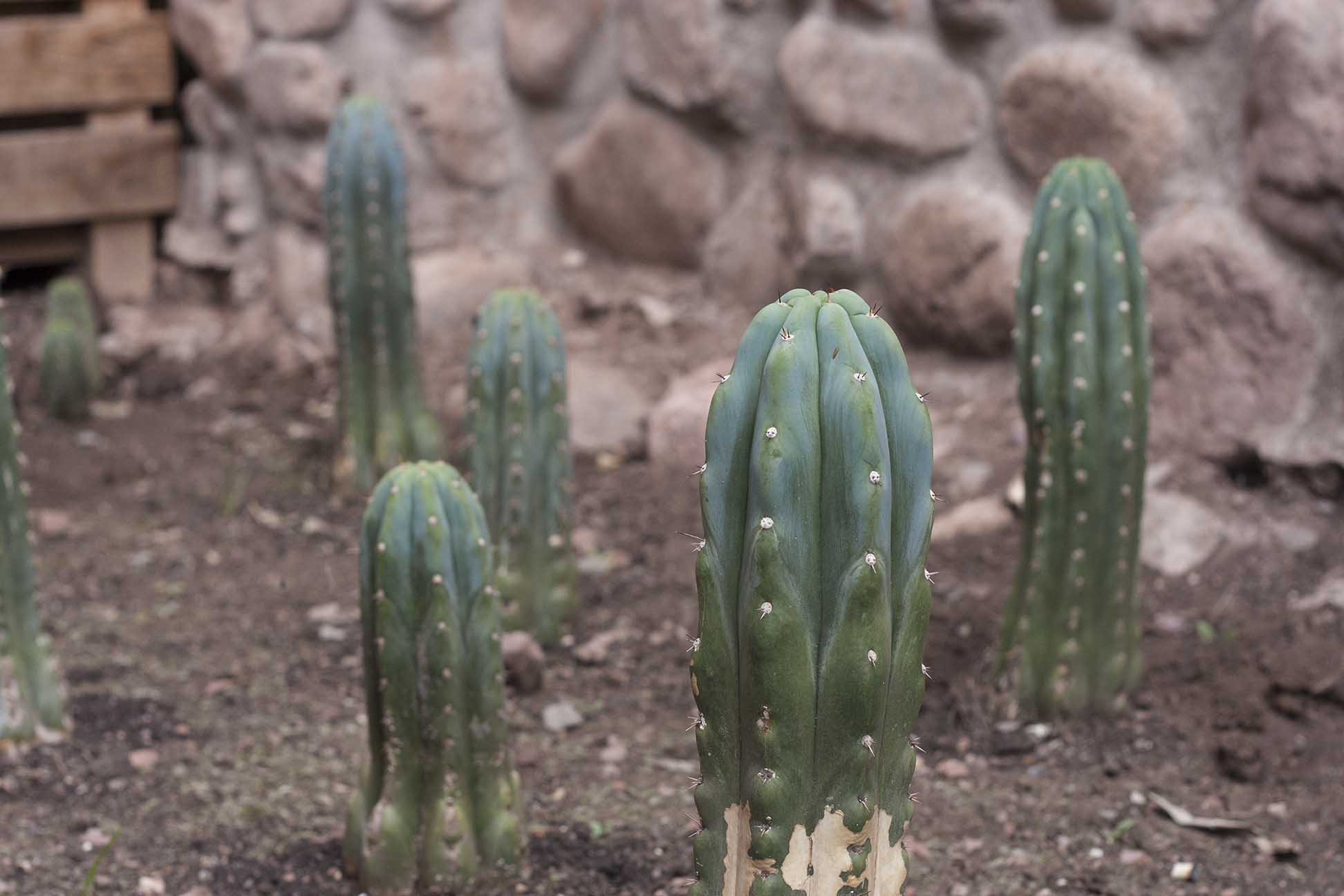 calm background — Ananda Lodge