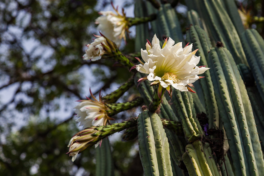 San Pedro cactus / flower hero — Ananda Lodge