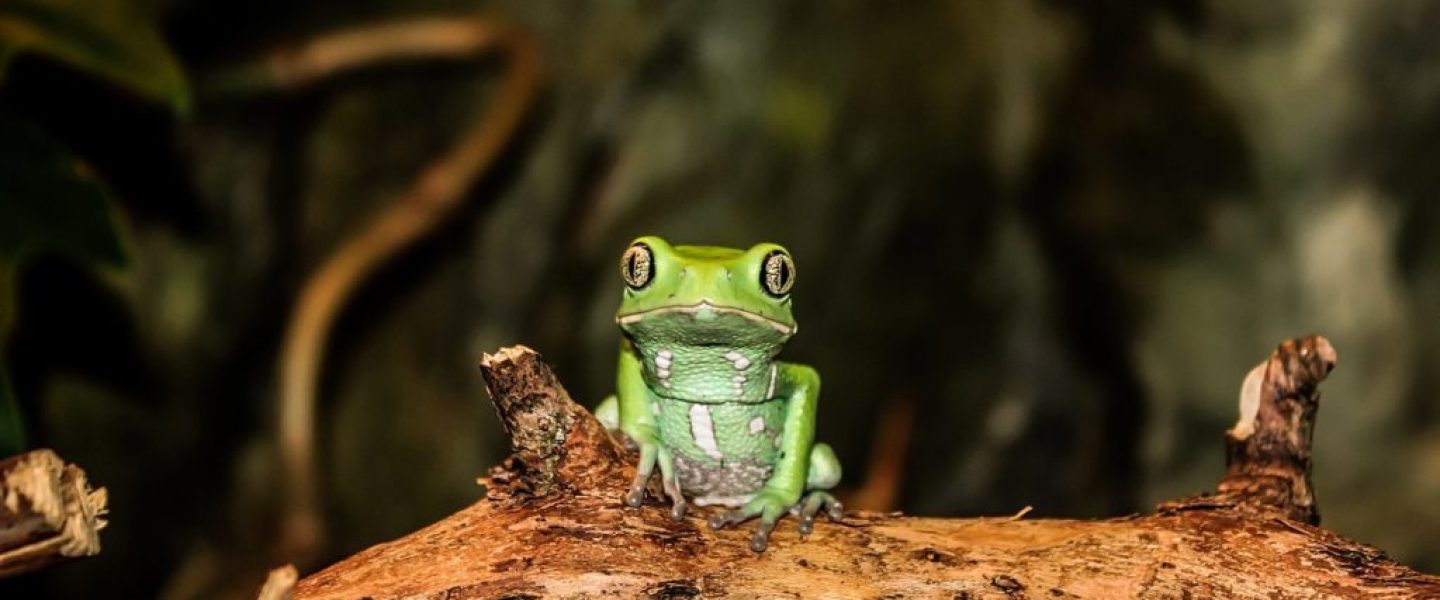 Kambo / frog medicine — Ananda Lodge